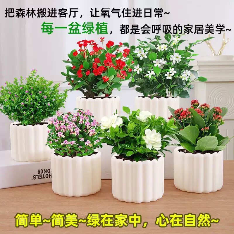 GX-绿植盆栽净化空气室内客厅易养含盆花卉植物办公室桌面装饰