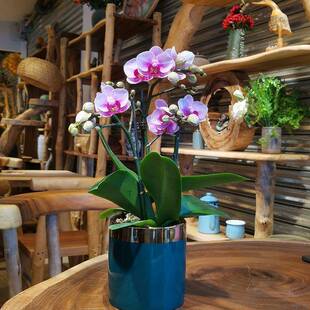 蝴蝶兰带花苞四季带花大花带盆室内摆件花卉办公室净化年宵开业