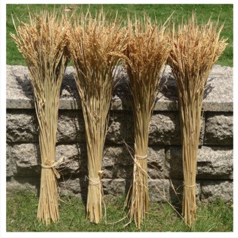 天然麦穗干花花束稻子小麦穗小稻谷拍照道具拍摄背景五谷杂粮装饰