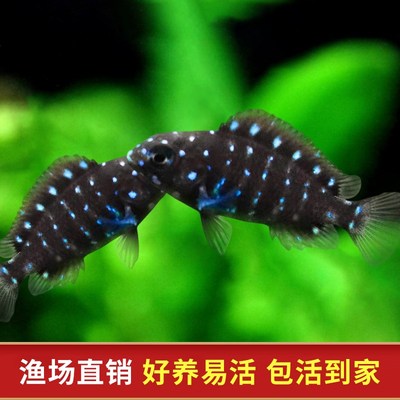 珍珠蝴蝶鱼三湖慈鲷坦鲷蓝面黑白蝴蝶慈鲷鱼类坦湖观赏热带鱼包邮