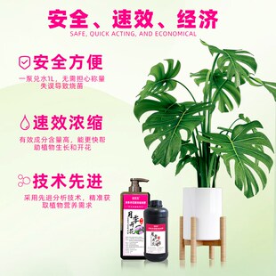 月季开花专用液肥促花延长花期减少花衰俏芳花浓缩液肥