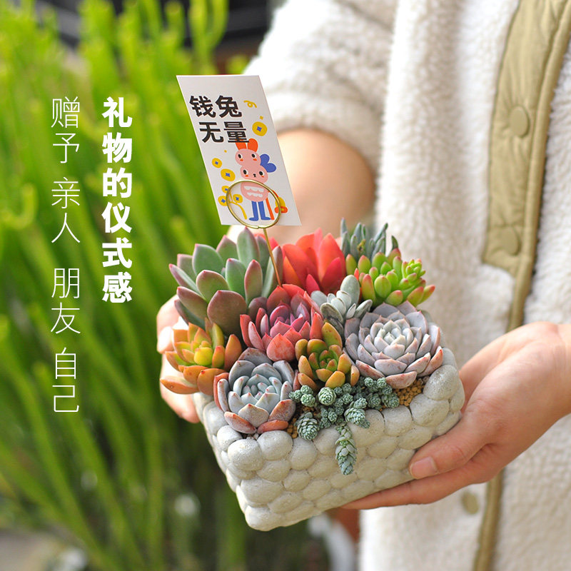 多肉小盆栽创意盆景组合室内绿植肉肉植物带盆栽好成品母亲节礼物