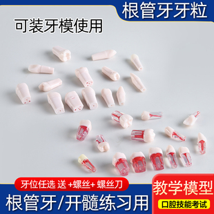 根管练习牙离体牙牙模材料牙齿模型口腔教学考试开髓牙粒练习模型