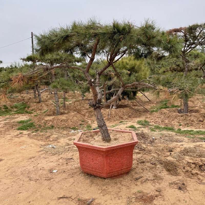 基地乔木风景树造型树 庭院设计别墅造型树长青树 造型黑松