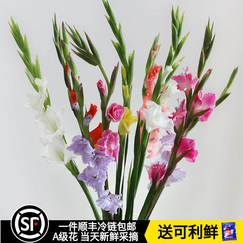 混搭剑兰鲜花云南直发花期长鲜切花苞速递家用水养培唐菖蒲插花束