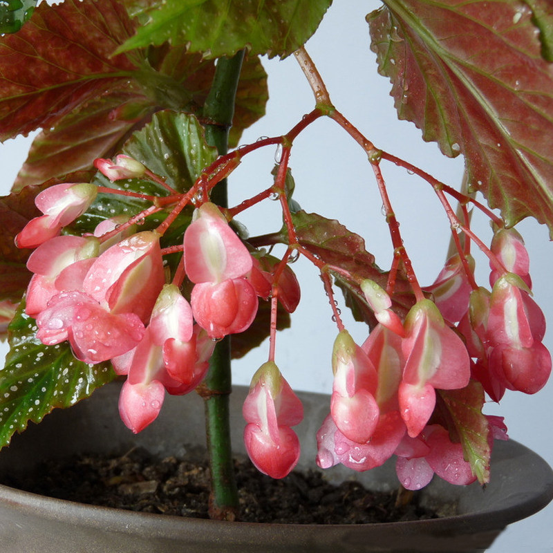 优选开花盆栽花卉 四季开花植物 d竹节海棠又名秋海棠 竹节秋海1
