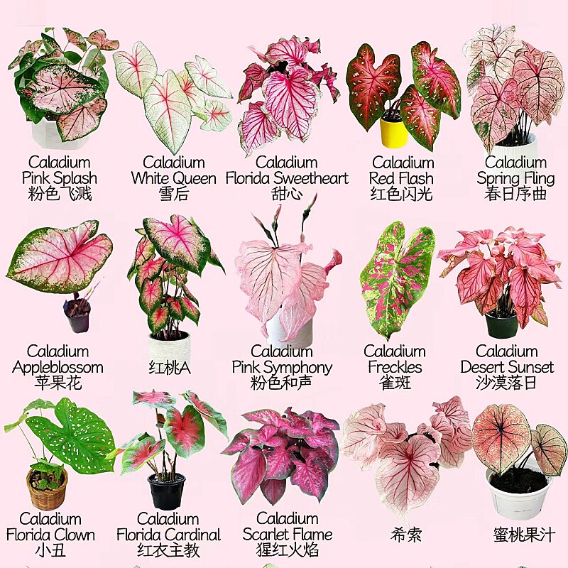 彩叶芋盆栽水培植物适合懒人养的花卉客厅室内旺宅绿植种球除甲醛