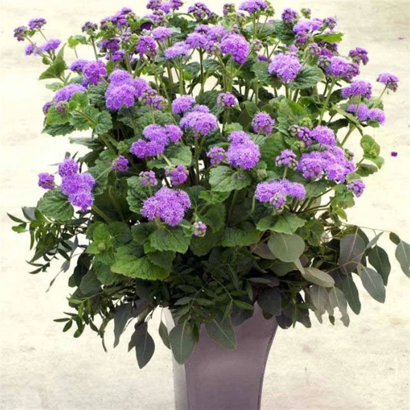 四季藿香剂盆栽藿香蓟花苗兰香草植物庭院阳台地栽花卉耐寒多年生