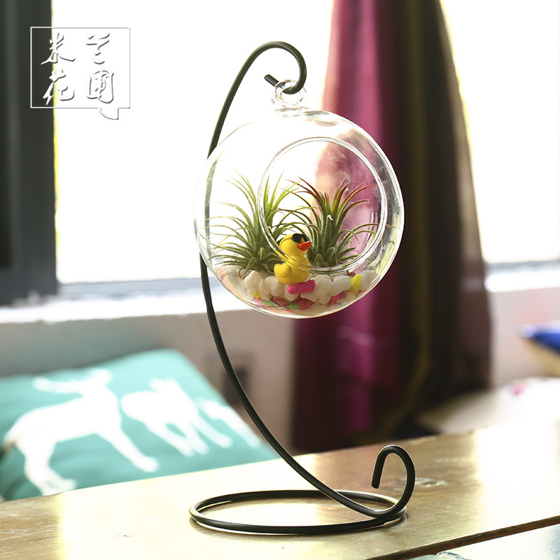 空气凤梨无土植物吊瓶套餐室内桌面小型迷你创意绿植盆栽