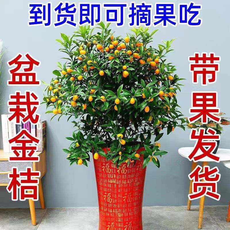 金桔盆栽可食用桔子树观赏室内南北方四季阳台庭院种植带果发货