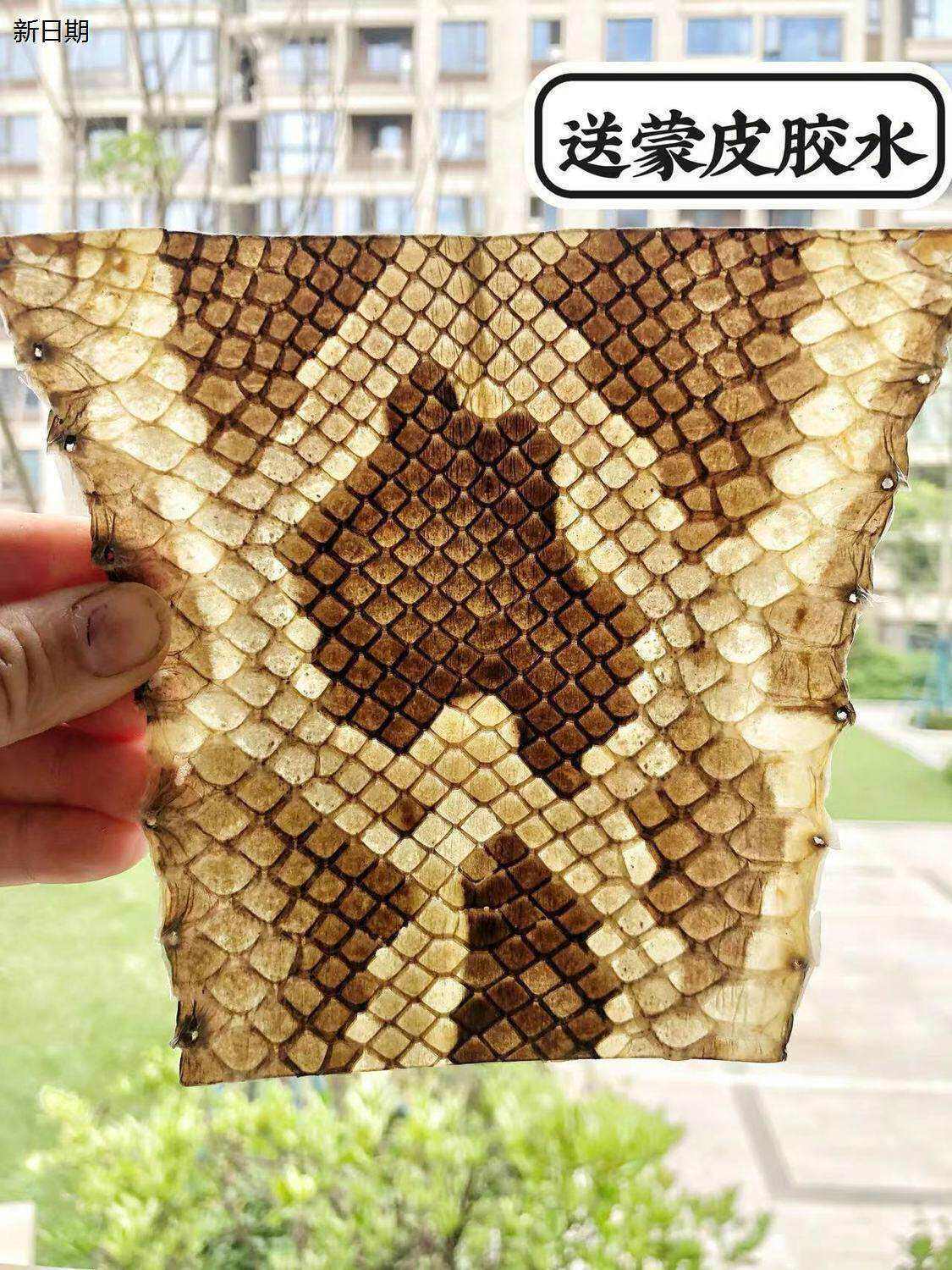 金花蟒皮尾部皮二胡皮潮州二弦皮坠琴皮二胡换皮维修