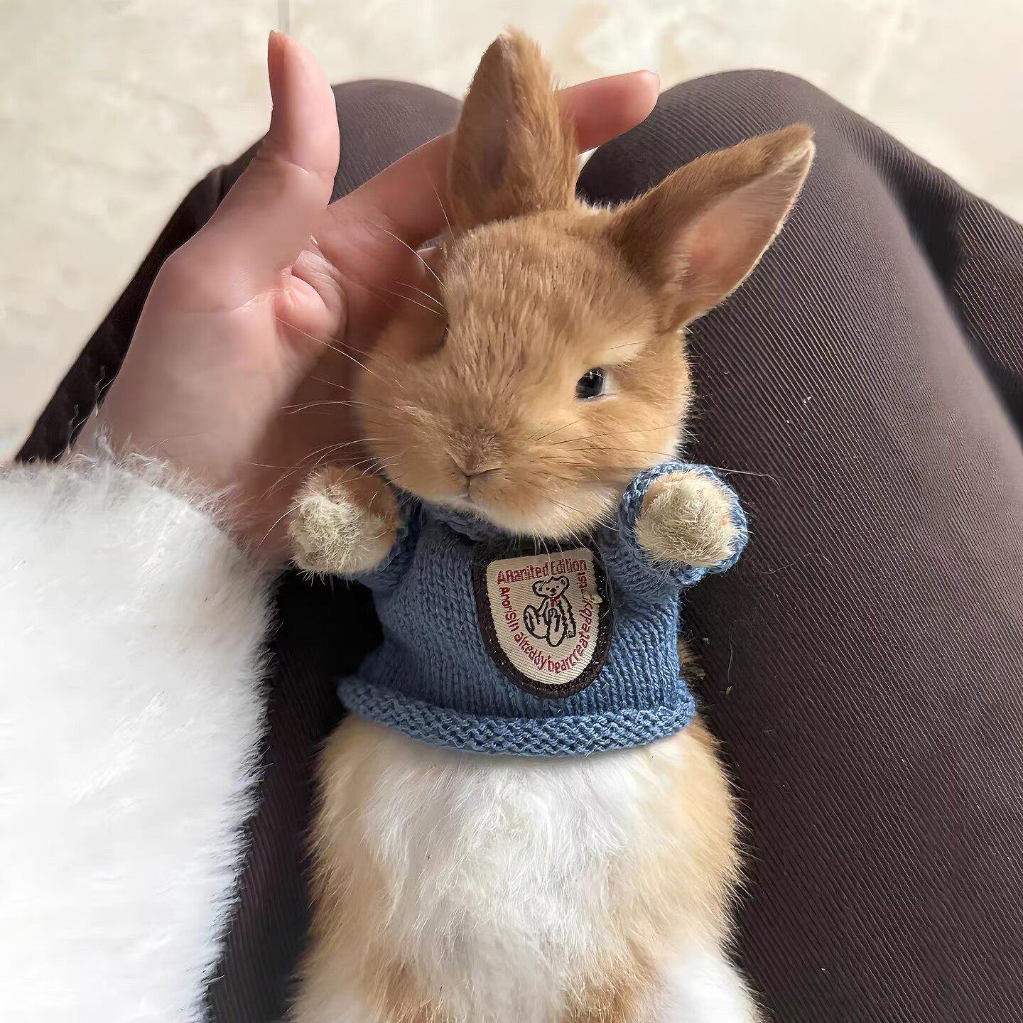 小兔子衣服保暖毛衣幼兔侏儒兔垂耳兔背心外套宠物用品可爱新款,宠物/宠物食品及用品,兔兔服饰,淘宝优惠券,粉丝福利购,淘宝优惠卷