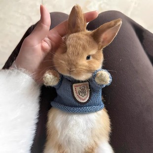 小兔子衣服保暖毛衣幼兔侏儒兔垂耳兔背心外套宠物用品可爱新款
