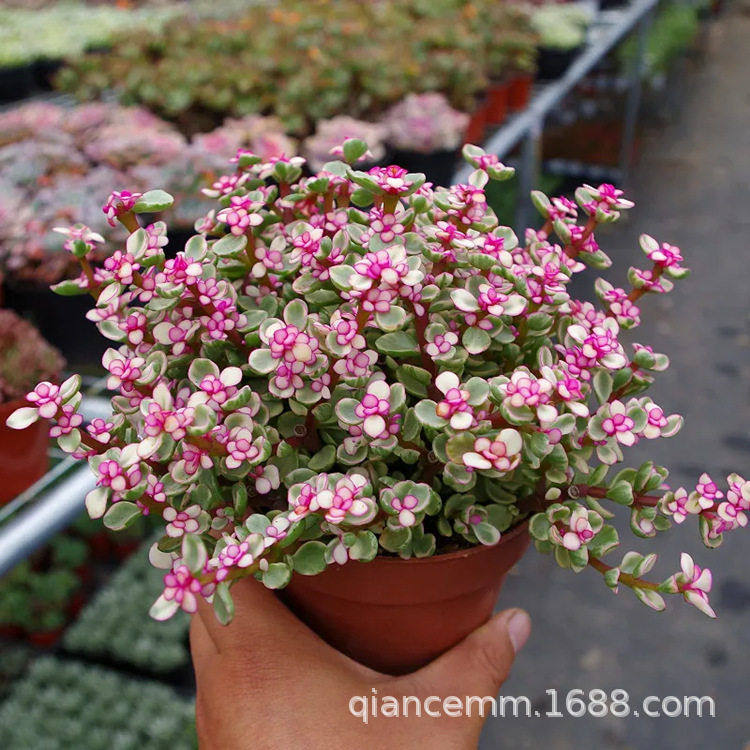 雅乐之舞多肉植物室内花卉绿植盆栽肉肉老桩新手组合盆景金枝玉叶,鲜花速递/花卉仿真/绿植园艺,绿植,淘宝优惠券,粉丝福利购,淘宝优惠卷