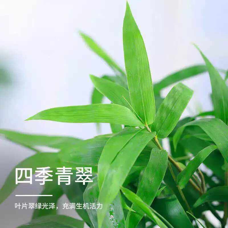大佛肚竹罗汉竹盆栽老桩植物四季常青好养活办公室内盆景花卉绿植