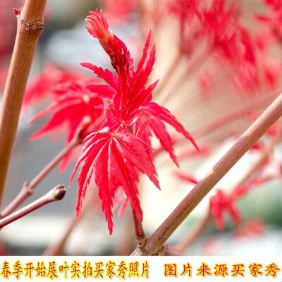 红枫树苗出猩猩枫树盆景盆栽庭院树阳台花园植物庭院别墅地栽直播