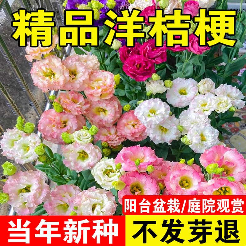 精品重瓣洋桔梗花种籽混色易活花卉种籽子四季播种开花室内外花籽图片