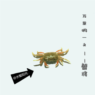 极速豆豆蟹谭氏泥蟹网红迷u你辣椒蟹桌面爬宠生态微景观易养水族