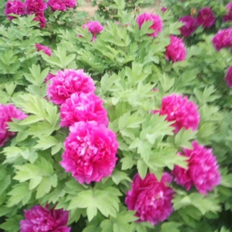 裸洛阳红牡丹】【观赏牡丹花苗庭院L阳台耐寒 紫红色根苗