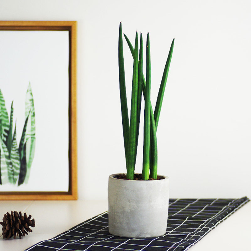 虎皮兰棒叶虎尾兰圆叶虎皮兰佛前香虎尾兰水泥花盆带盆栽好佛前香