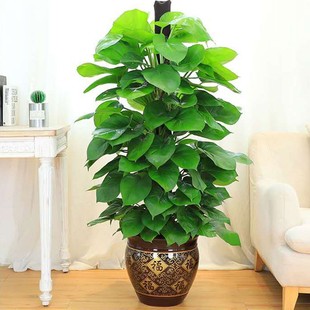 大绿萝盆栽绿植办公室内客厅大型净化除吸甲醛柱精品门上季 好养活
