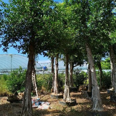 小叶榕苗 细叶榕 小叶榕树 庭院绿化树苗 四季可种 生命力强 景观