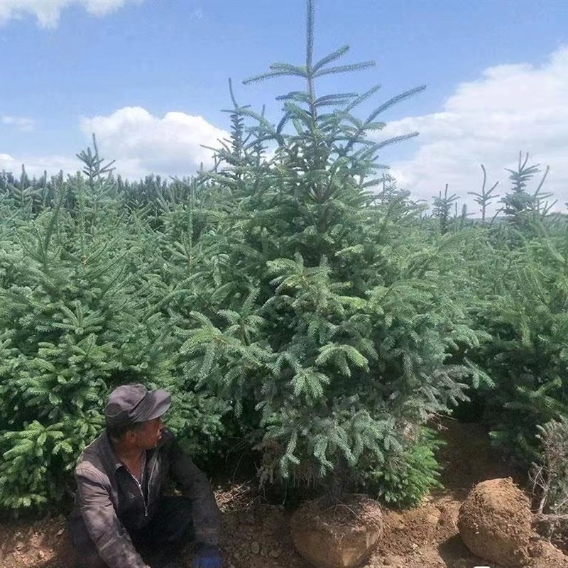 圣诞树真树挪威云杉盆栽植物圣诞节酒店商场家庭室内室外装饰绿植