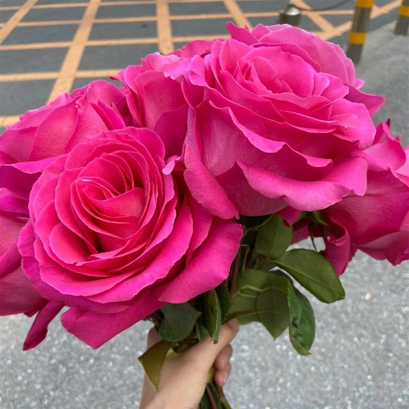 弗洛伊德月季花苗开花玫瑰小苗四季盆栽花卉爬藤植物蔷薇树苗绿植,鲜花速递/花卉仿真/绿植园艺,月季/蔷薇/玫瑰,淘宝优惠券,粉丝福利购,淘宝优惠卷