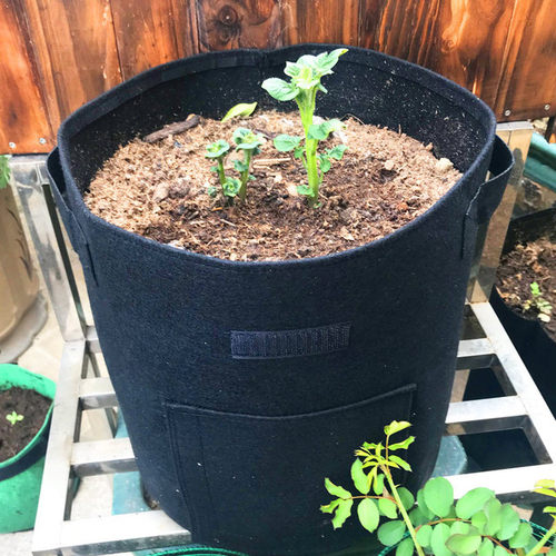 出口土豆种植盆 花生红薯芋头种植袋 家庭阳台种菜箱控根蔬菜花盆