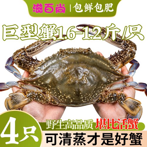 可清蒸当季新蟹巨型梭子蟹