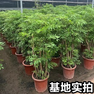 福禄桐盆栽羽叶金钱兜客厅四季常青大型老桩绿植盆景招财乔迁植物