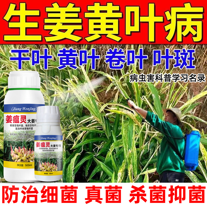 姜瘟净姜瘟病姜瘟灵生姜杀菌剂大姜烂脖子病茎基腐病大姜生姜正品