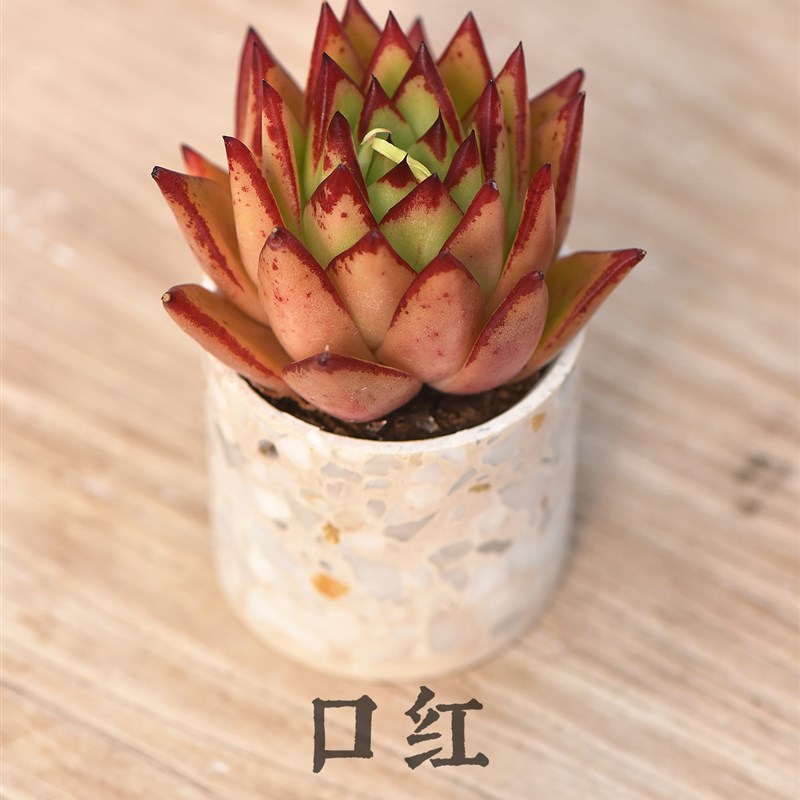 多肉植物桌面摆件伴手礼大理石水磨石花盆种好发货根系完整易养护