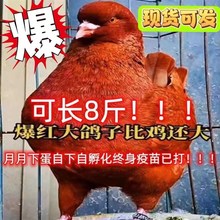 巨型纯种元宝鸽子活公母一对大体种鸽幼鸽观赏肉S鸽宠物包邮包下