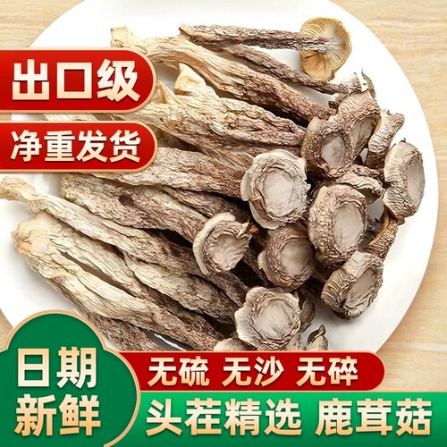 鹿茸菇520克鹿茸菌云南