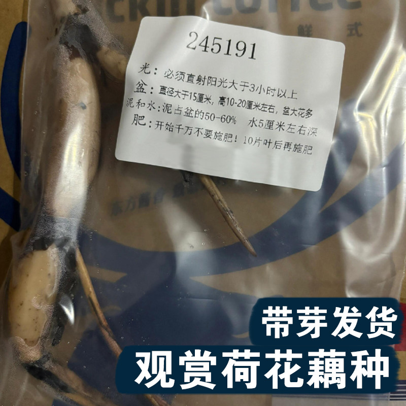荷花种藕苗大型观赏巨无霸