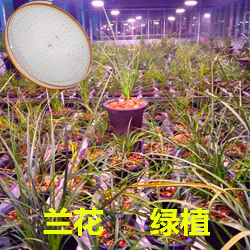 全光谱50W兰花兰草植物灯绿植生长灯大棚LED补光灯水草灯厂家直销