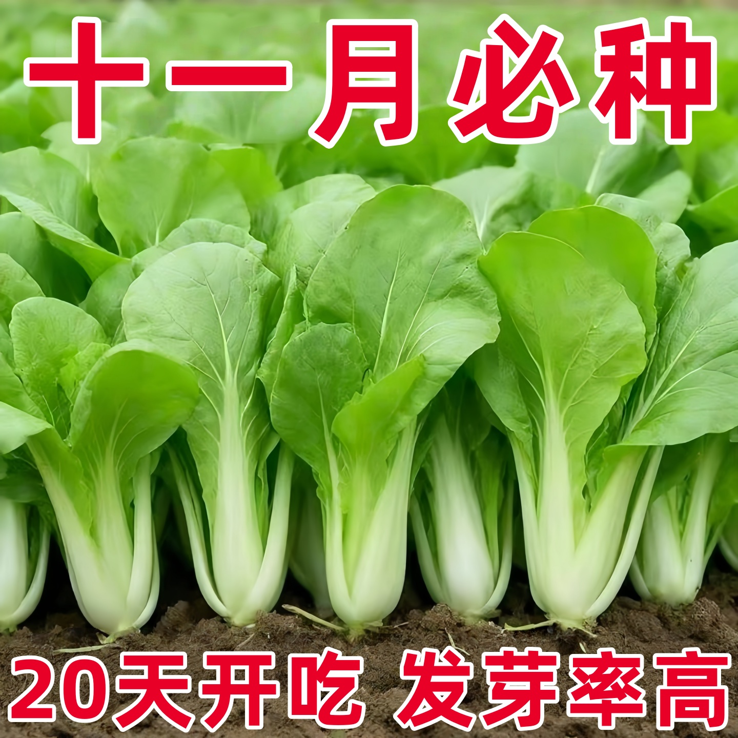 四季速生小白菜种子四季蔬菜种籽早熟小青菜阳台盆栽耐热奶油快菜
