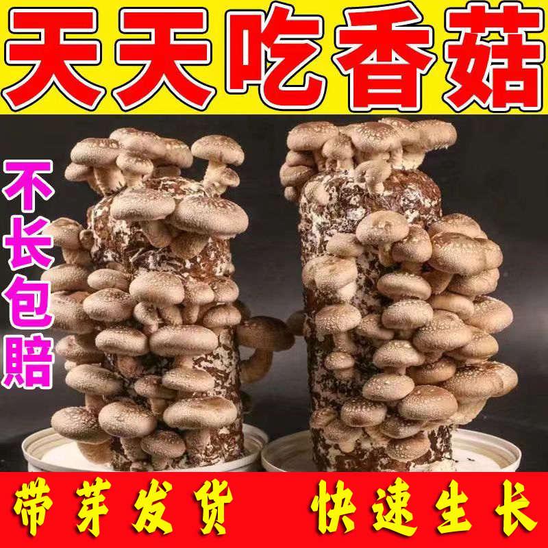 自种香菇家养蘑菇家庭装室内幼儿园双孢菇小盆栽diy种菌菇种植包