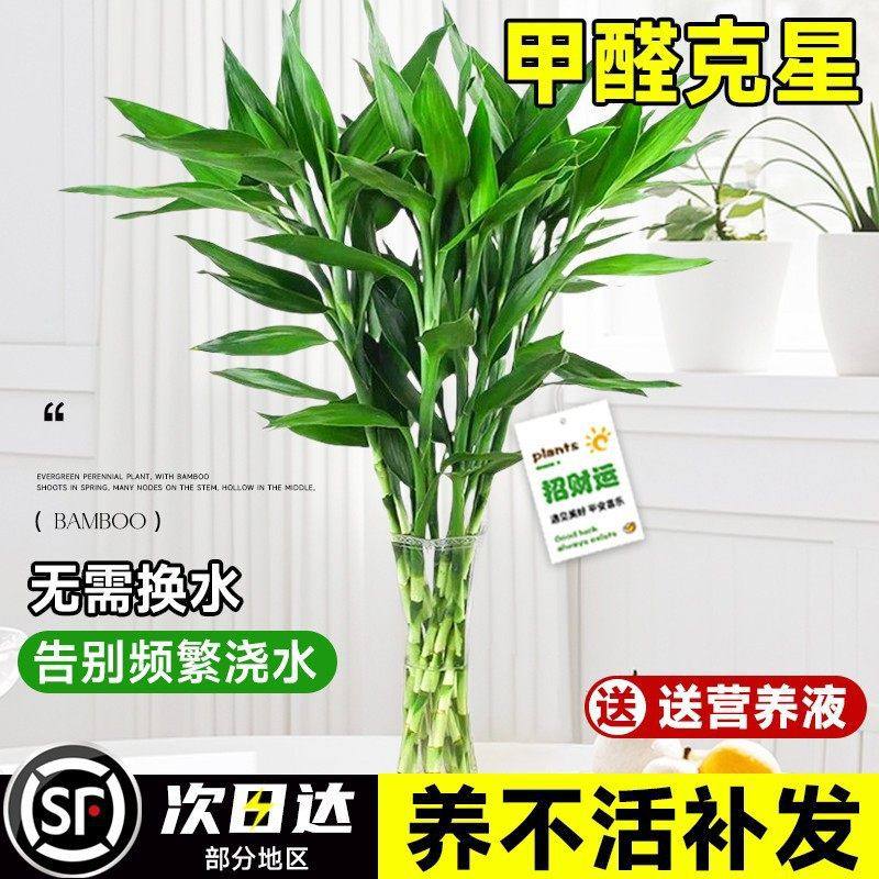 水培富贵竹盆栽室内水养植物公室桌面招财竹好养活转运竹观音竹,鲜花速递/花卉仿真/绿植园艺,绿植,淘宝优惠券,粉丝福利购,淘宝优惠卷