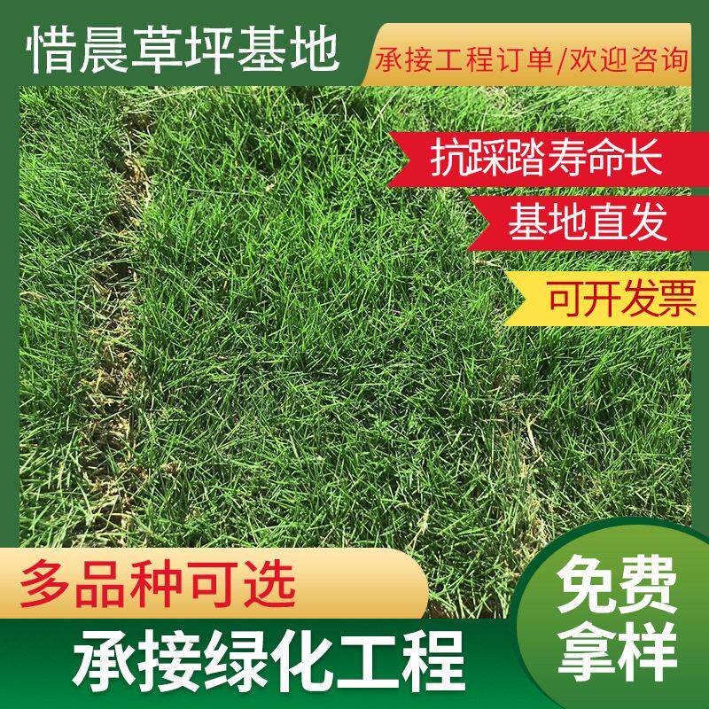 带泥土真草皮草坪四季青草坪 别墅花园庭院带土绿化马尼拉百慕大