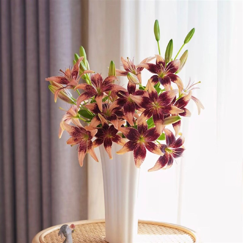 超级迷你百合苦咖啡百合鲜花无香味花朵精致独特很稀有空运昆明发