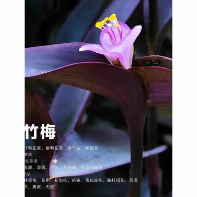 紫竹梅盆栽花苗室内庭院紫竹梅花卉植物好养花盆栽紫色吊兰紫竹梅