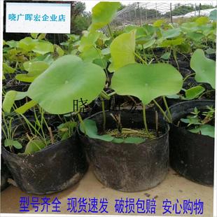 水盆 无孔营养钵 加厚塑t料睡莲不漏水 荷花盆 碗莲盆 荷花营养l