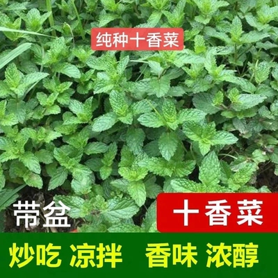 南十香种菜种子籽石香菜檬薄荷食菜用鱼香草四栽季盆河柠十香种子