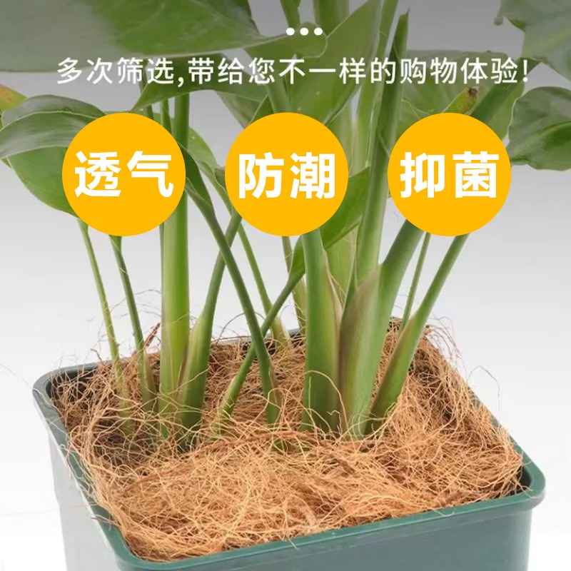 园艺花卉植物椰丝盆栽养花多肉铺面天然椰糠丝花盆透气椰棕丝垫料