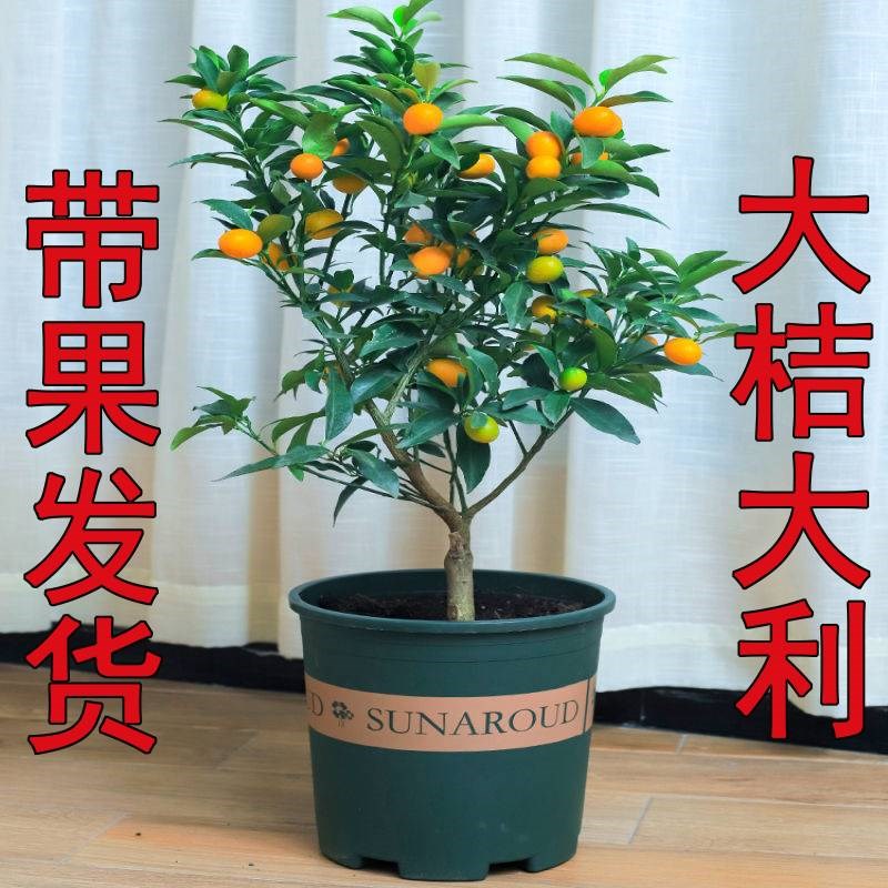 四季金桔盆栽客厅庭院植物室内花卉绿植橘子树苗当年结果脆皮金桔