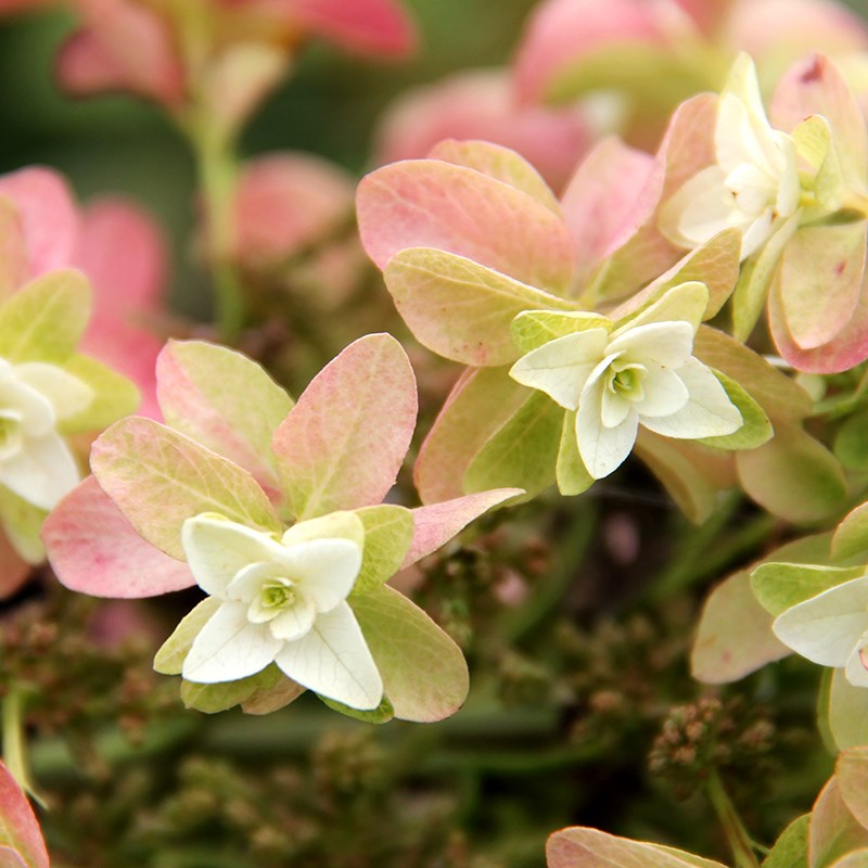 栎叶绣球和声雪花大苗重瓣庭院露台耐寒耐热花卉绿植地栽花园植物
