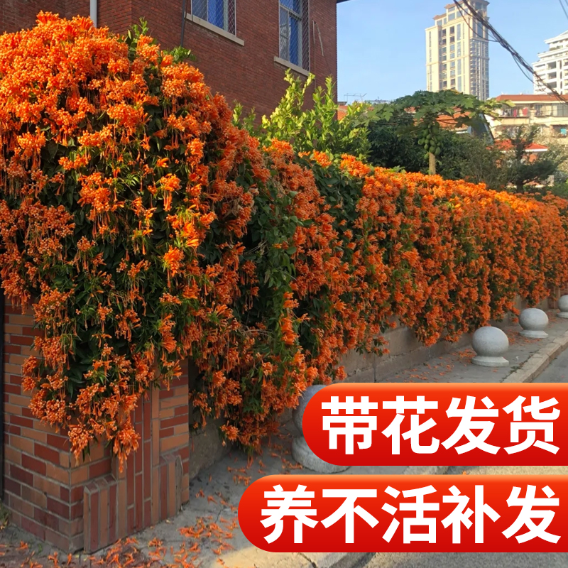 炮仗花爬藤植物盆栽四季开花卉阳台庭院墙攀援凌霄花全年带叶大苗
