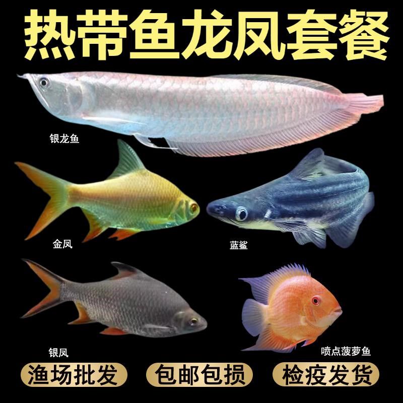 龙凤呈祥热带观赏鱼中大型套餐黄化银龙飞凤泰国鲫喷点菠萝蓝鲨鱼